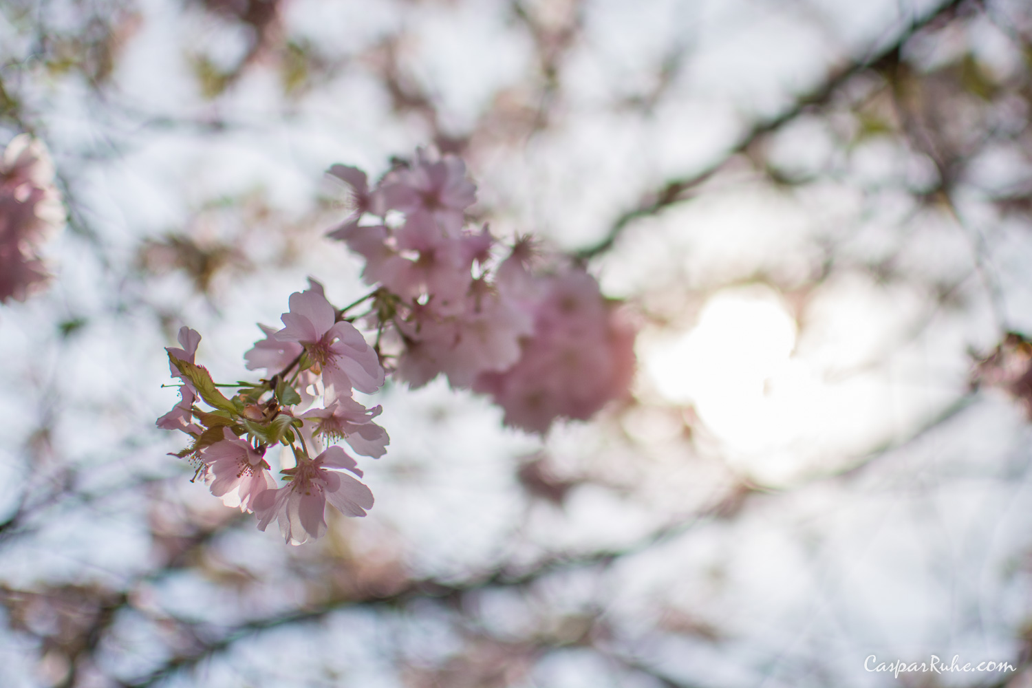 Cherry Blossom